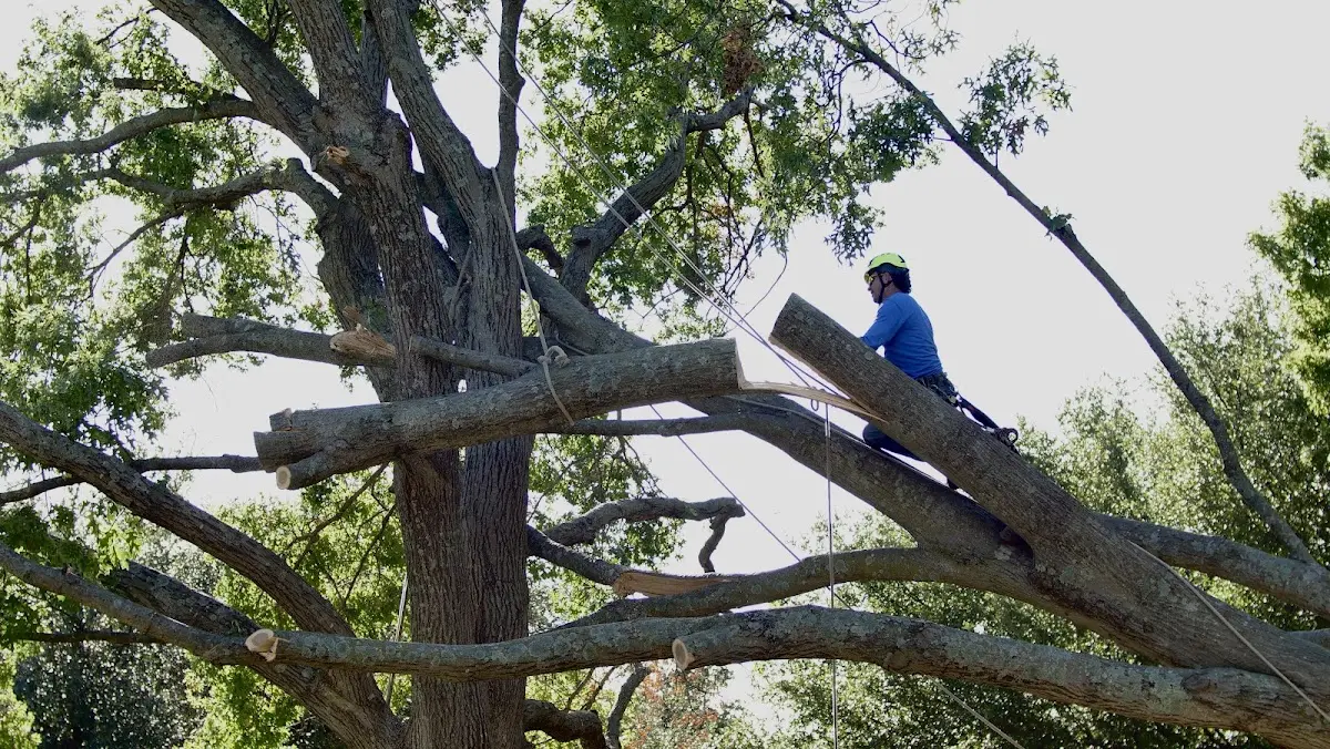 Professional Hazardous Tree Removal performed by certified arborists in East Longmeadow
