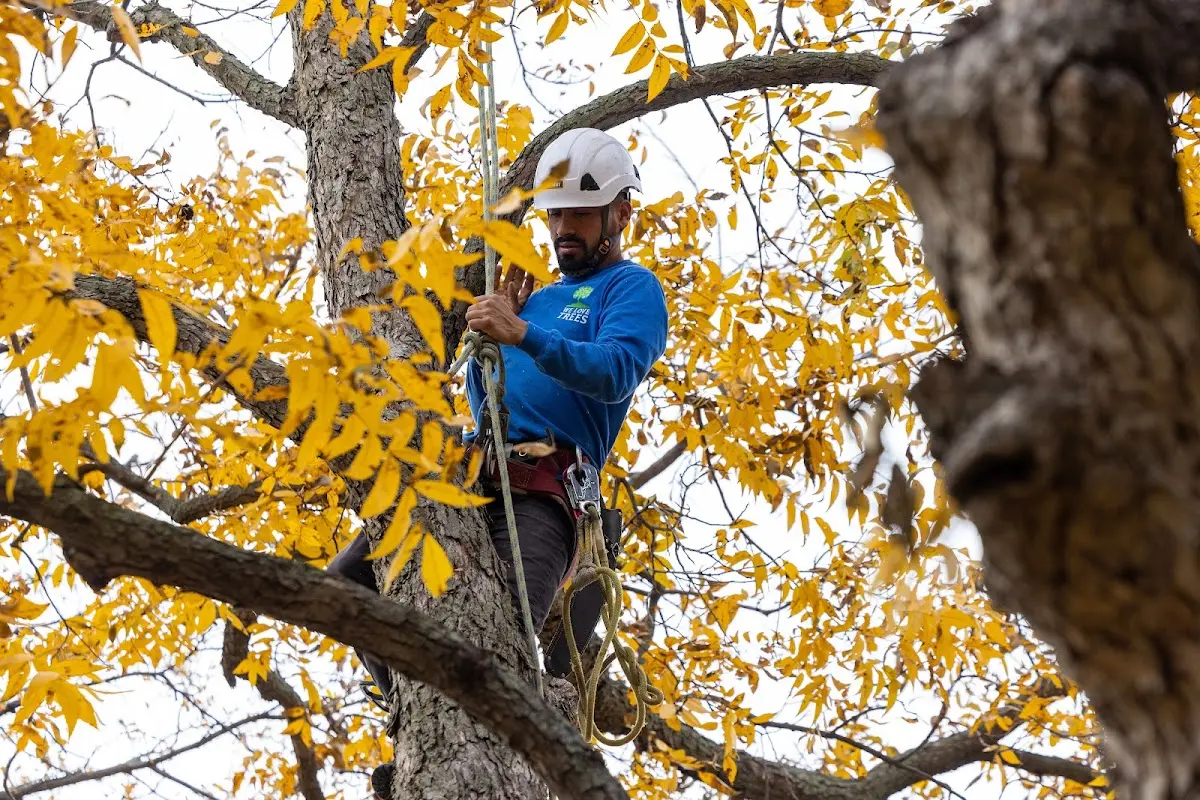 Skilled Tree Pruning crew working in East Longmeadow